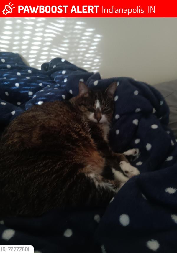 Lost Female Cat last seen My , Indianapolis, IN 46220