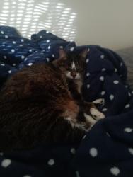 Lost Female Cat last seen My , Indianapolis, IN 46220