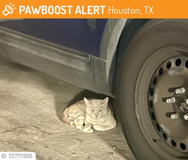 Found/Stray Male Cat last seen Foster Elementary , Houston, TX 77339