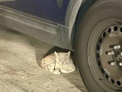 Found/Stray Male Cat last seen Foster Elementary , Houston, TX 77339