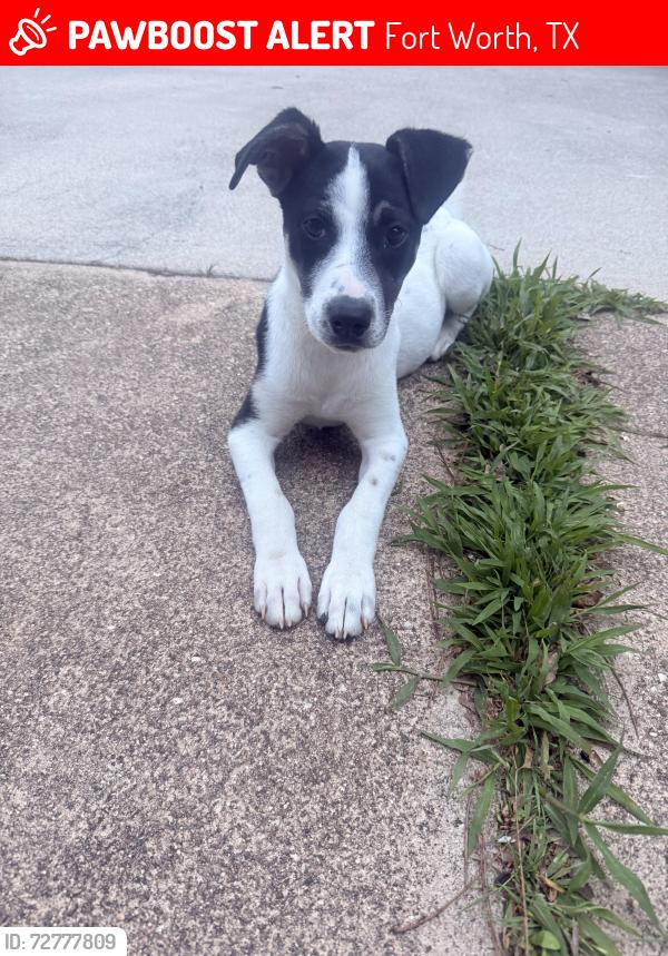 Lost Female Dog last seen Hathcox Ave & Fairpark Blvd , Fort Worth, TX 76115