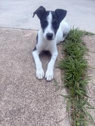 Lost Female Dog last seen Hathcox Ave & Fairpark Blvd , Fort Worth, TX 76115