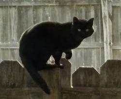 Found/Stray Unknown Cat last seen Battlefield & Jefferson, Springfield, MO 65807