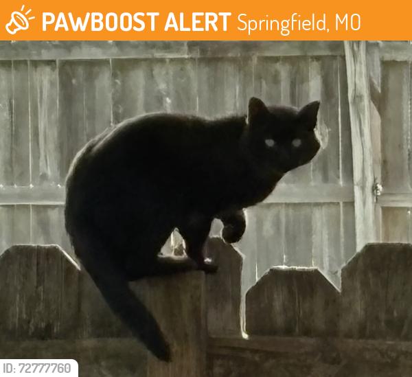 Found/Stray Unknown Cat last seen Battlefield & Jefferson, Springfield, MO 65807