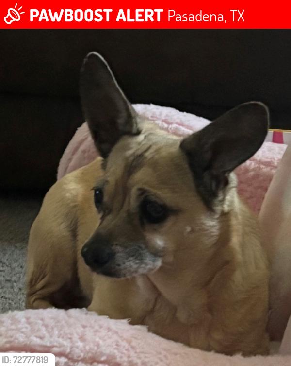 Lost Female Dog last seen Corner of Basket St. & Armor St., Pasadena, TX 77502