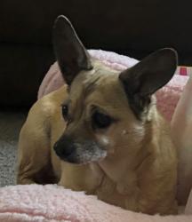 Lost Female Dog last seen Corner of Basket St. & Armor St., Pasadena, TX 77502