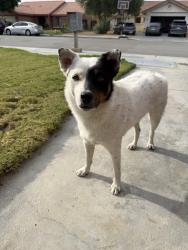 Found/Stray Male Dog last seen Clinton and Indio blvd , Indio, CA 92201