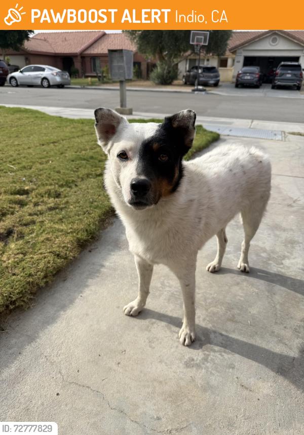 Found/Stray Male Dog last seen Clinton and Indio blvd , Indio, CA 92201