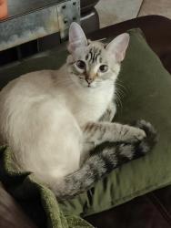Lost Female Cat last seen Shotgun way, Helotes, TX 78023