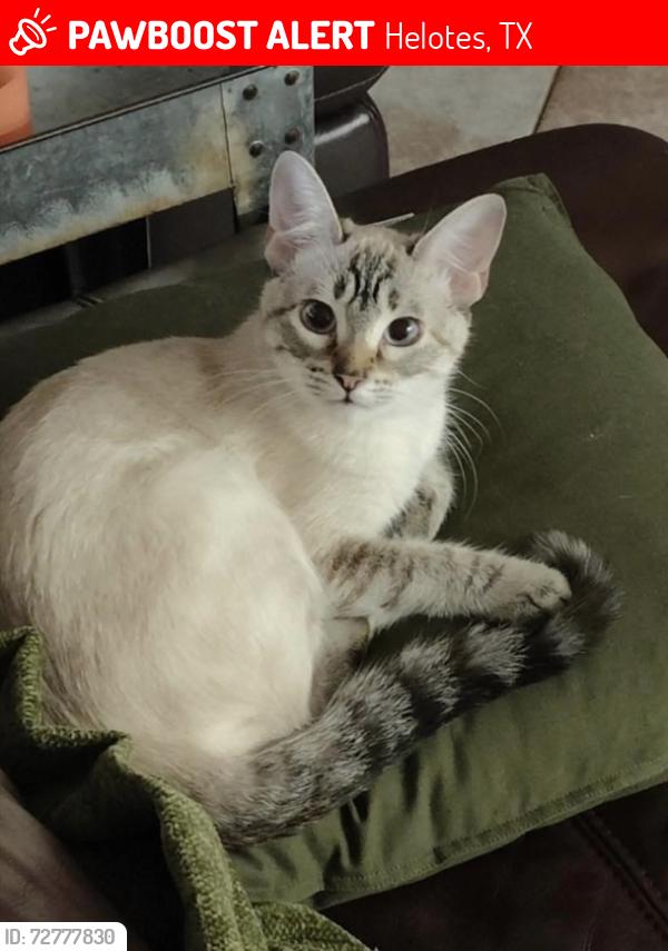 Lost Female Cat last seen Shotgun way, Helotes, TX 78023