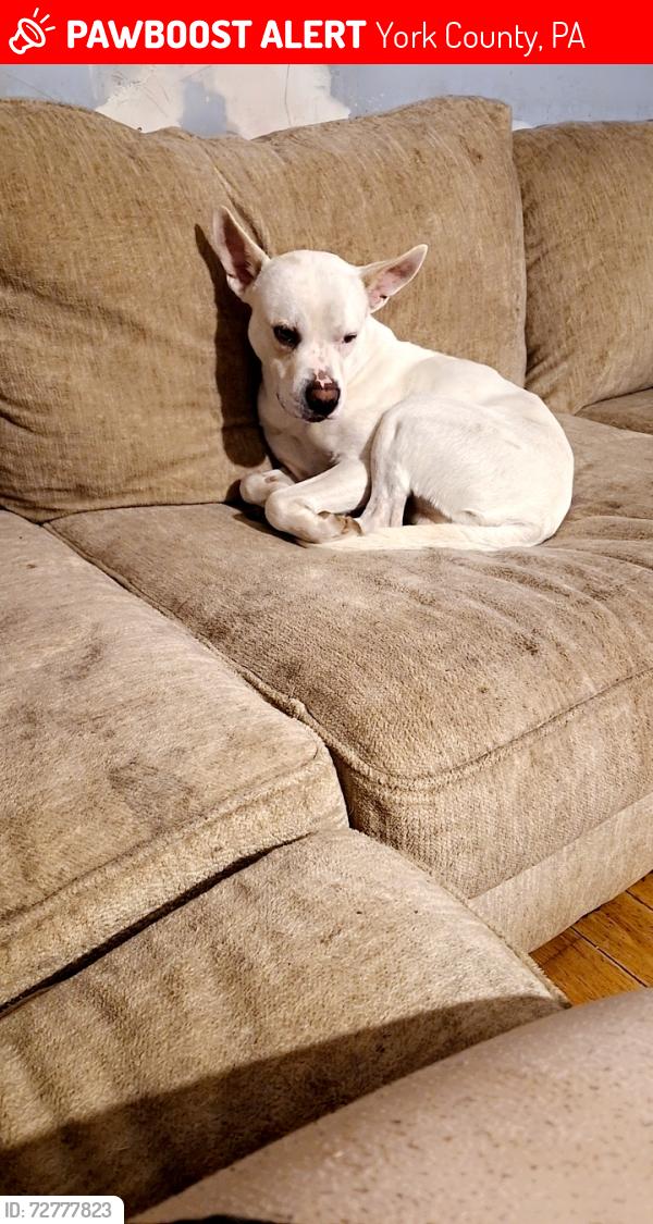 Lost Male Dog last seen Off of tunnel hill rd , York County, PA 17360