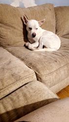 Lost Male Dog last seen Off of tunnel hill rd , York County, PA 17360