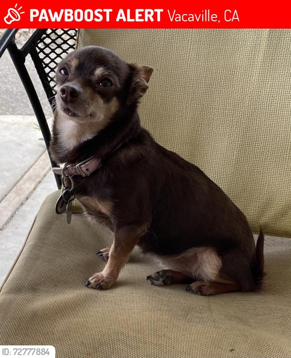 Lost Female Dog last seen Tulare, Vacaville, CA 95687