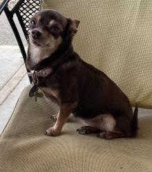 Lost Female Dog last seen Tulare, Vacaville, CA 95687