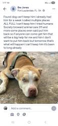 Found/Stray Male Dog last seen Fort lauderdale , Fort Lauderdale, FL 33317