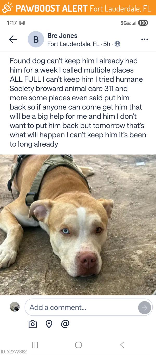 Found/Stray Male Dog last seen Fort lauderdale , Fort Lauderdale, FL 33317