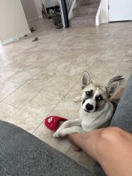 Found/Stray Female Dog last seen Farmers branch libraby & fire station, Dallas, TX 75229