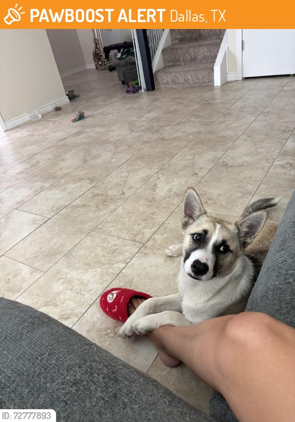Found/Stray Female Dog last seen Farmers branch libraby & fire station, Dallas, TX 75229