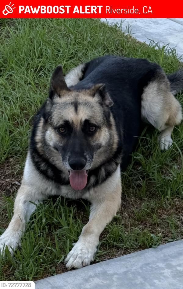 Lost Female Dog last seen Near Mary St. Riverside, CA, Riverside, CA 92506