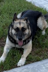 Lost Female Dog last seen Near Mary St. Riverside, CA, Riverside, CA 92506