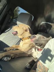 Found/Stray Male Dog last seen Moline and delmar, Aurora, CO 80010