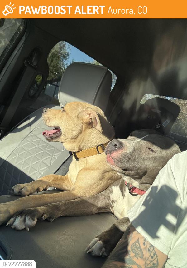 Found/Stray Male Dog last seen Moline and delmar, Aurora, CO 80010