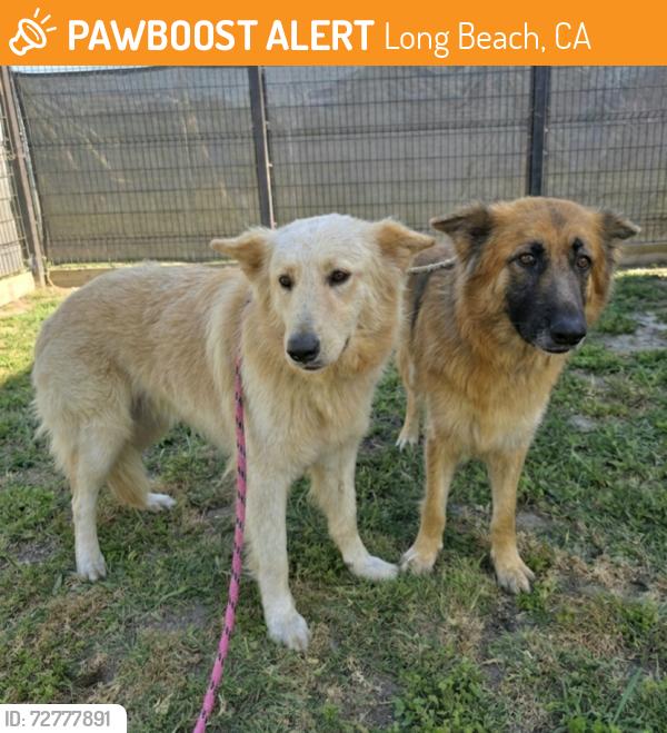 Found/Stray Male Dog last seen Near E Cummings Ln, Long Beach, CA 90805, Long Beach, CA 90805