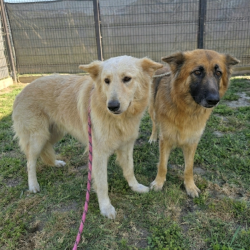 Found/Stray Male Dog last seen Near E Cummings Ln, Long Beach, CA 90805, Long Beach, CA 90805