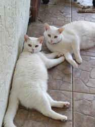 Lost Female Cat last seen Near Roseland dump, Sebastian, FL 32958