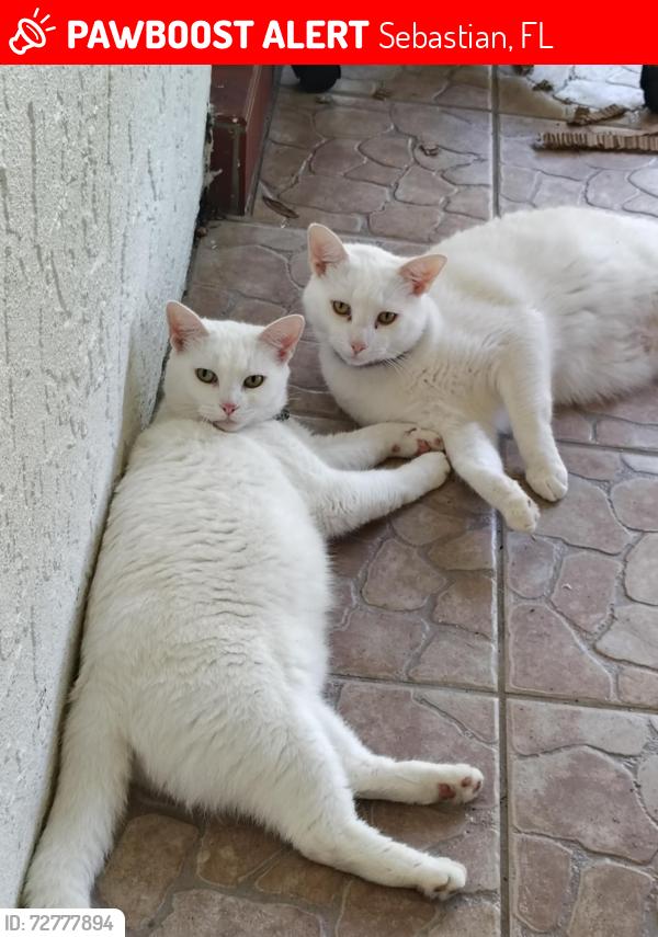 Lost Female Cat last seen Near Roseland dump, Sebastian, FL 32958