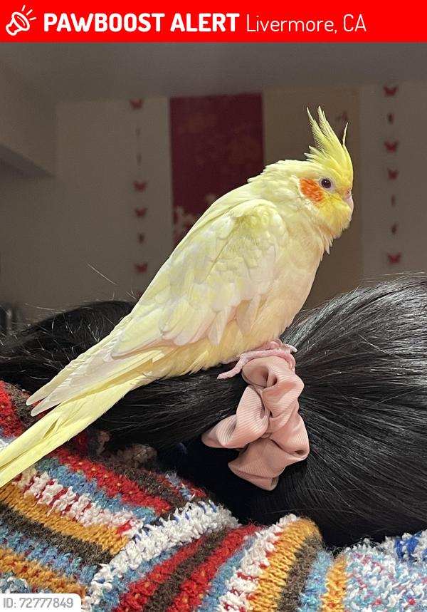 Lost Male Bird last seen ests st & Dartmouth Way , Livermore, CA 94550