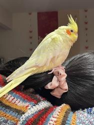 Lost Male Bird last seen ests st & Dartmouth Way , Livermore, CA 94550