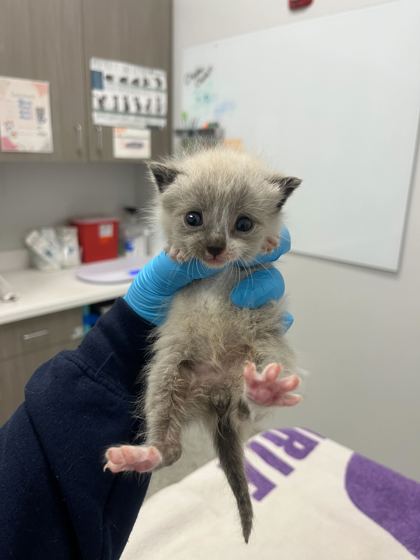 Shelter Stray Male Cat last seen Near Main St, 64111, MO, Kansas City, MO 64132