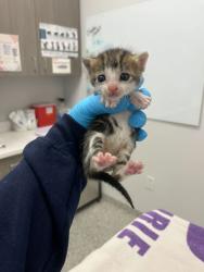Shelter Stray Female Cat last seen Near Main St, 64111, MO, Kansas City, MO 64132