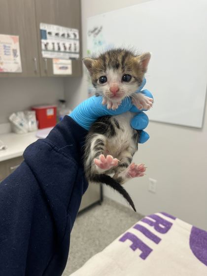 Shelter Stray Female Cat last seen Near Main St, 64111, MO, Kansas City, MO 64132
