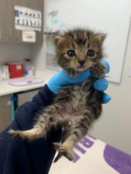 Shelter Stray Female Cat last seen Near Main St, 64111, MO, Kansas City, MO 64132