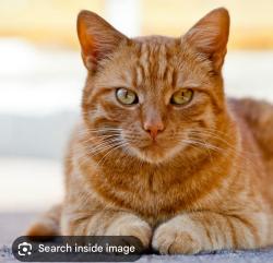 Lost Male Cat last seen Mill road and Burnhamthorpe, Toronto, ON M9C 2Z3