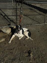 Reunited Male Dog last seen mapes road , Perris, CA 92570