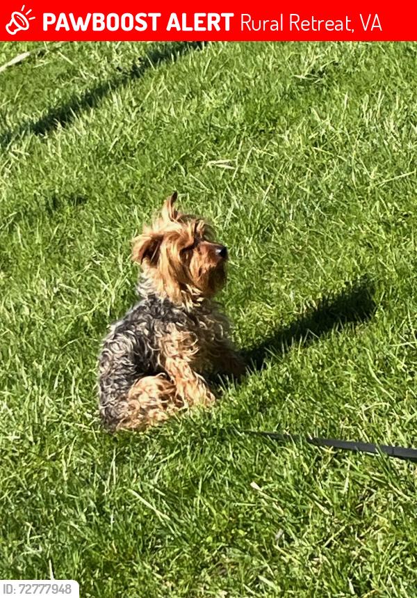 Lost Male Dog last seen Sharons baptist church, Rural Retreat, VA 24368