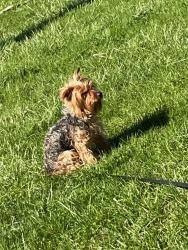 Lost Male Dog last seen Sharons baptist church, Rural Retreat, VA 24368