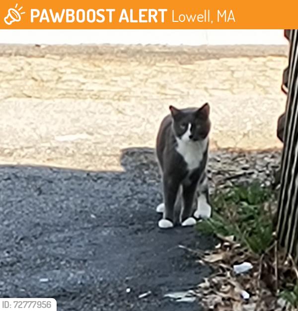 Found/Stray Unknown Cat last seen Smith St, Lowell, MA 01851