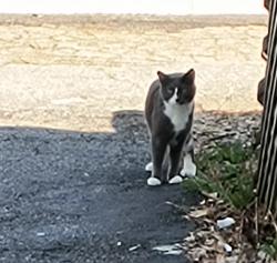 Found/Stray Unknown Cat last seen Smith St , Lowell, MA 01851