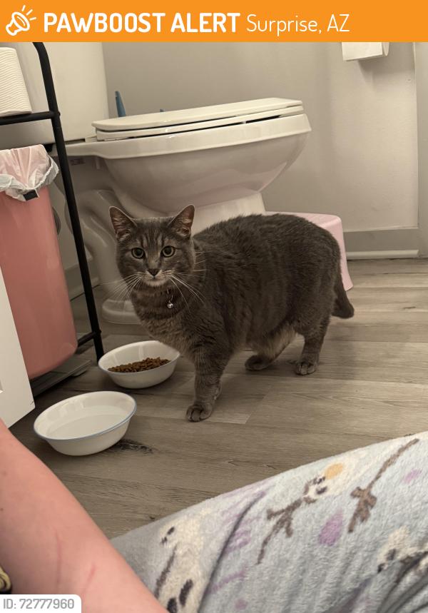 Found/Stray Female Cat last seen springs apmts, Surprise, AZ 85374
