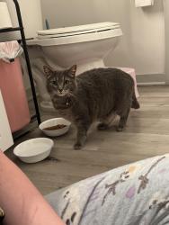 Found/Stray Female Cat last seen springs apmts, Surprise, AZ 85374