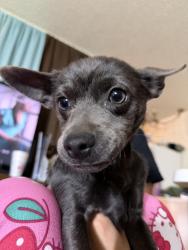 Lost Female Dog last seen Nick Stop, Lubbock, TX 79412