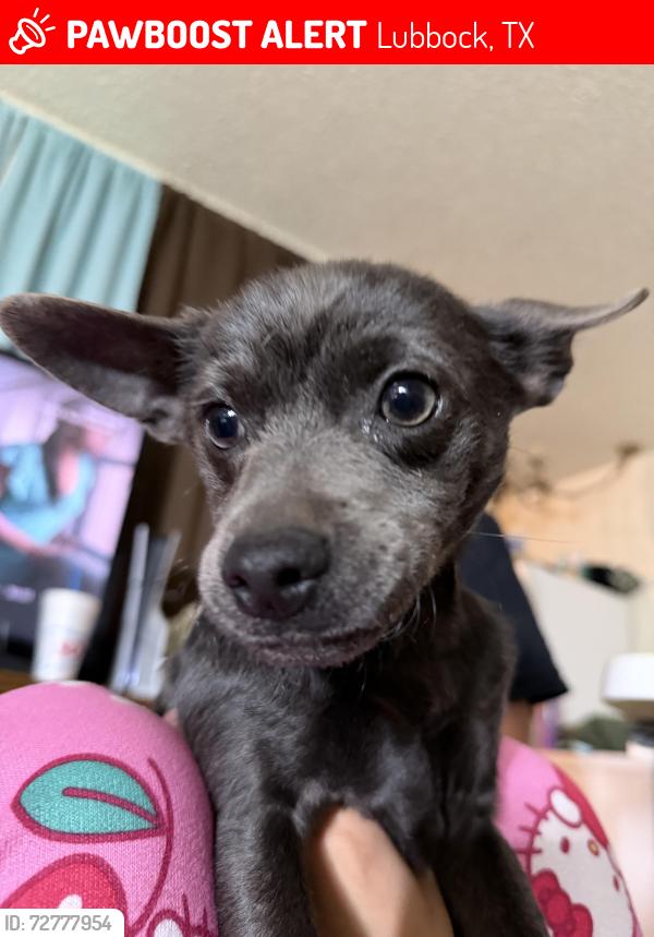 Lost Female Dog last seen Nick Stop, Lubbock, TX 79412