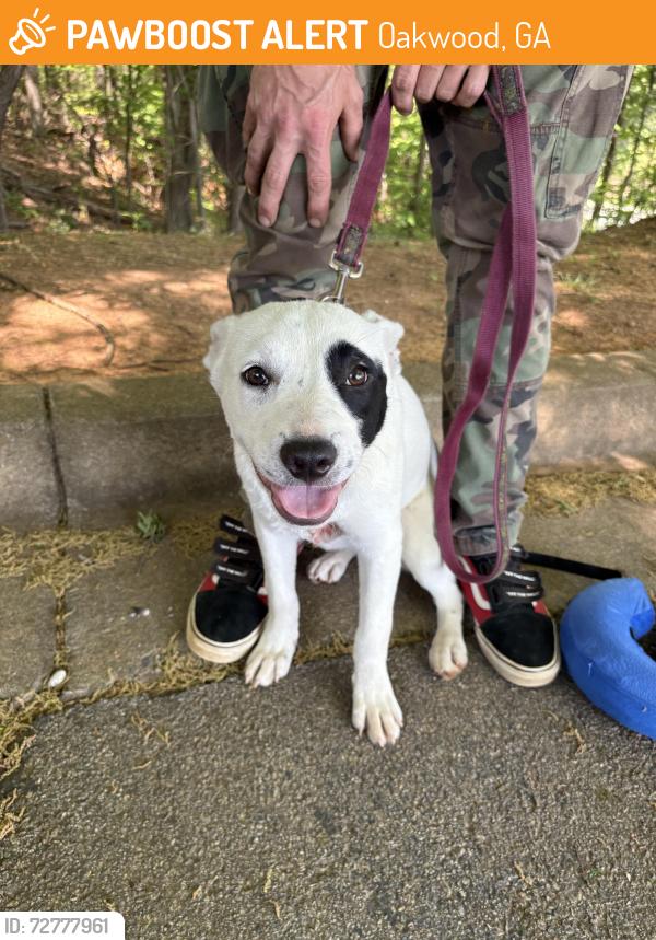Found/Stray Female Dog last seen Stephen’s rd, Oakwood, GA 30566