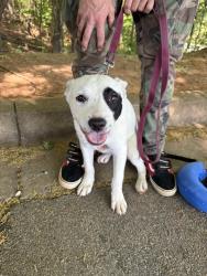 Found/Stray Female Dog last seen Stephen’s rd, Oakwood, GA 30566