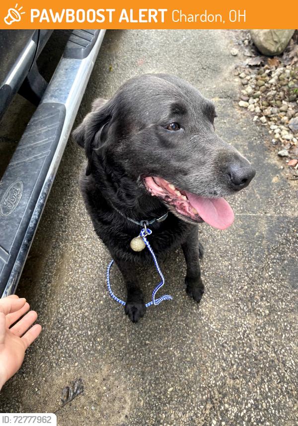 Found/Stray Male Dog last seen AURBURN RD, Chardon, OH 44024