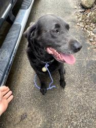 Found/Stray Male Dog last seen AURBURN RD, Chardon, OH 44024